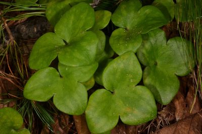 Hepatica asiatica, photographed by Eugene Popov