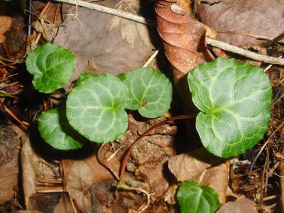 Pyrola renifolia, photographed by Eugene Popov