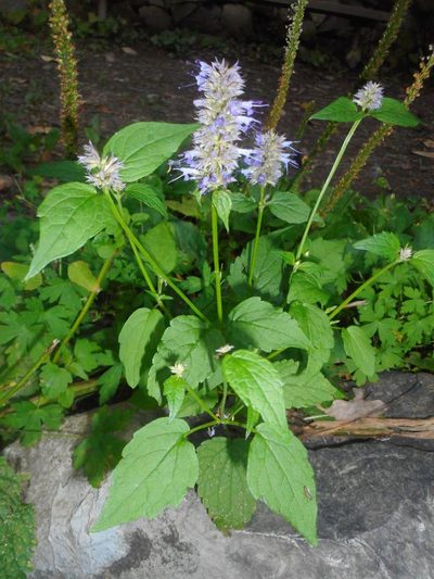 Agastache rugosa, photographed by Eugene Popov