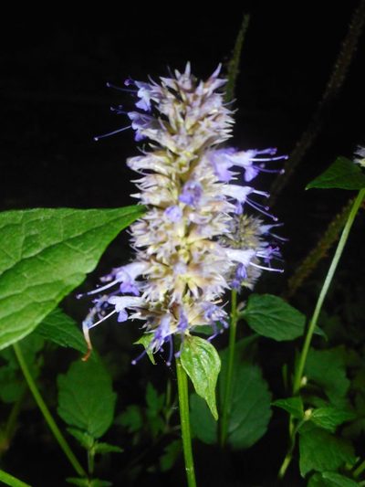 Agastache rugosa, photographed by Eugene Popov