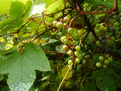 Vitis amurensis, photographed by Eugene Popov