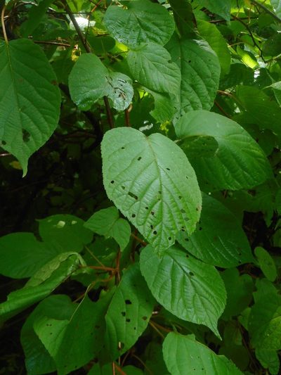 Actinidia kolomikta, photographed by Eugene Popov