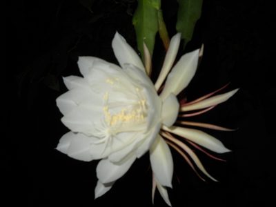 Epiphyllum oxypetalum, photographed by Sandipan Das