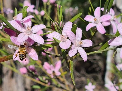 Eriostemon australasius, photographed by Andrew Harvey
