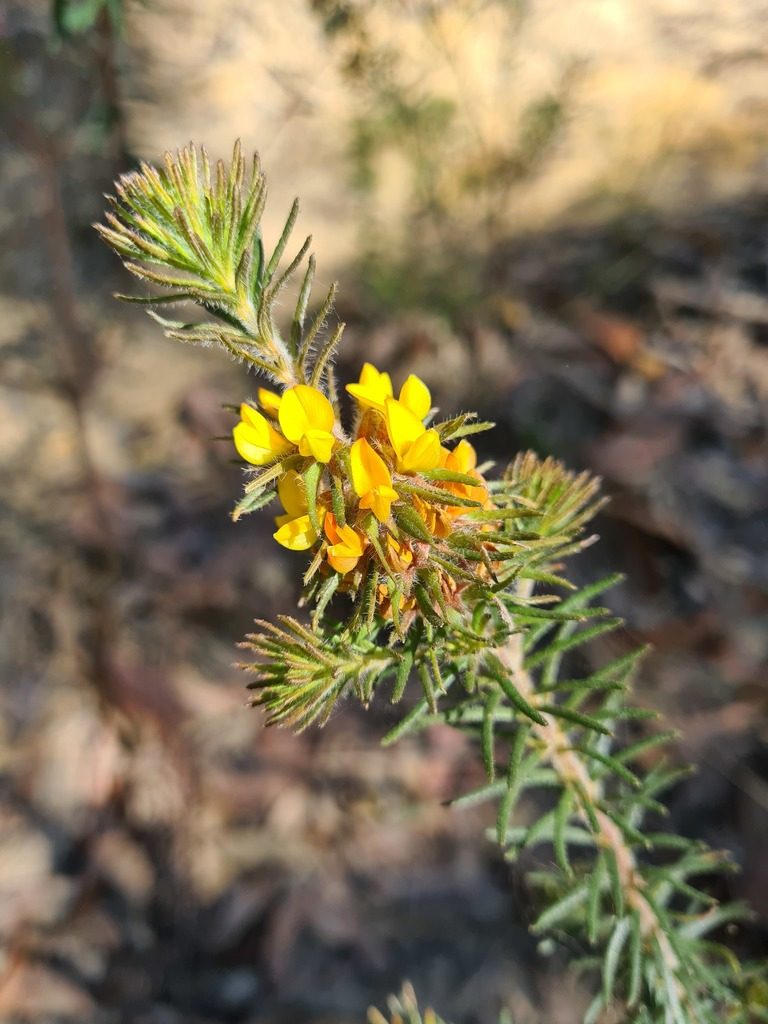 Phyllota grandiflora, photographed by Andrew Harvey