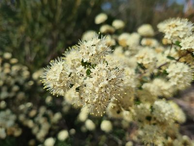 Phebalium squamulosum, photographed by Andrew Harvey