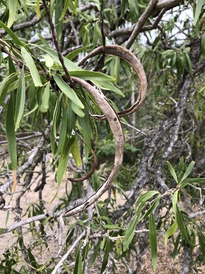 Dolichandrone alternifolia, photographed by elawrey