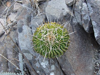 Stenocactus lamellosus, photographed by Alexis López Hernández