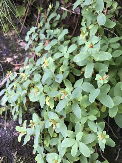 Hypericum buckleyi, photographed by Alan Weakley