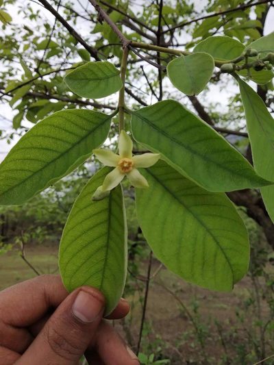 Wrightia arborea, photographed by S.MORE