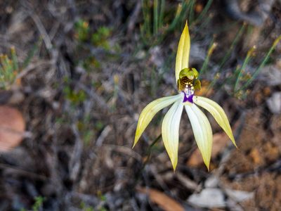 Praecoxanthus aphyllus, photographed by Cal Wood