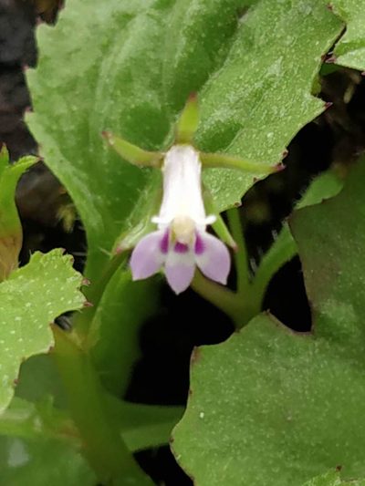 Lobelia heyneana, photographed by S.MORE