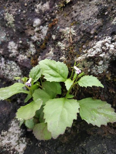 Lobelia heyneana, photographed by S.MORE