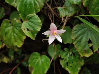 Begonia crenata, photographed by S.MORE