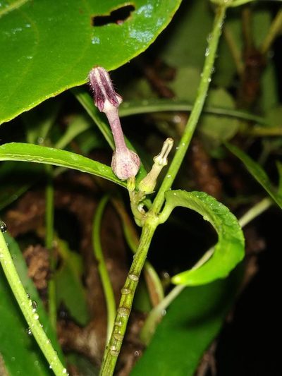 Ceropegia bulbosa, photographed by S.MORE