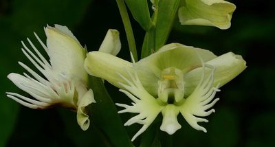 Pecteilis gigantea, photographed by S.MORE