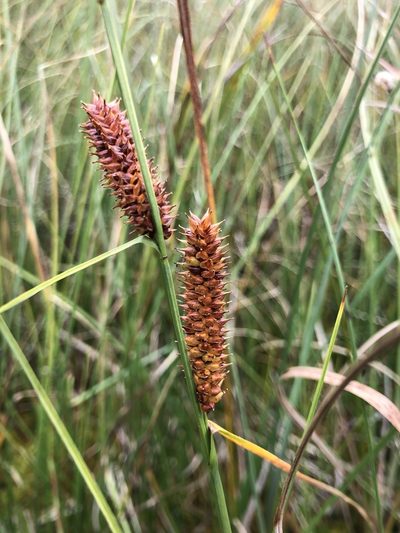 Carex rotundata, photographed by Valerii Glazunov