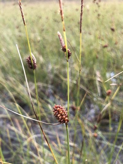 Carex rotundata, photographed by Valerii Glazunov