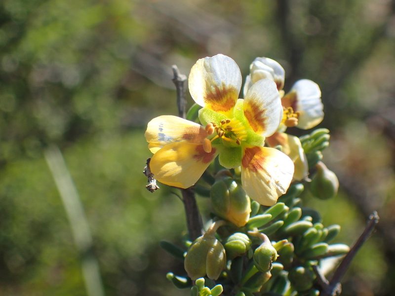 Roepera pygmaea, photographed by Mahomed Desai