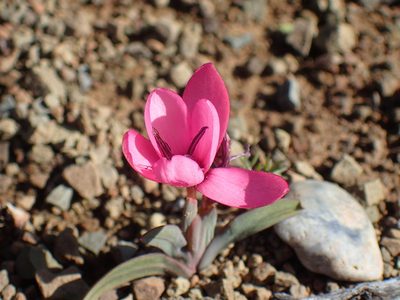 Hesperantha humilis, photographed by Mahomed Desai