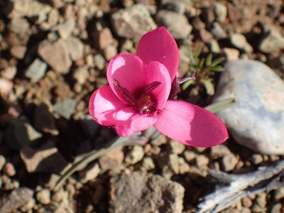 Hesperantha humilis, photographed by Mahomed Desai