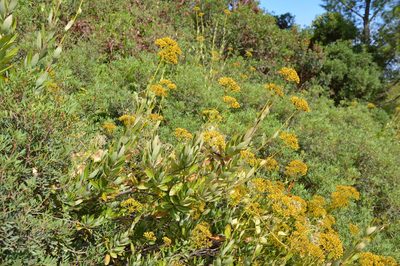 Bupleurum fruticosum, photographed by Donald Davesne