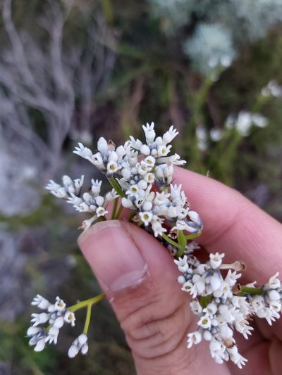 Conospermum ellipticum, photographed by Tim