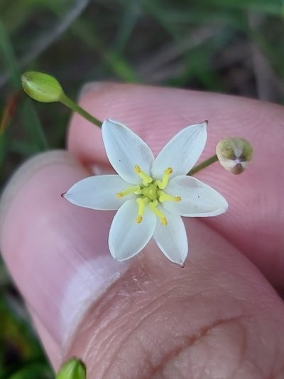 Thelionema umbellatum, photographed by Tim