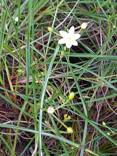 Thelionema umbellatum, photographed by Tim