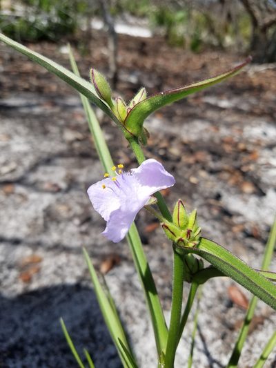 Tradescantia roseolens, photographed by Scott Ward