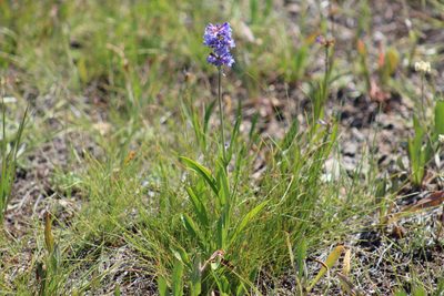 Penstemon rydbergii, photographed by Gabbie Byers