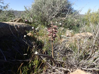 Lachenalia aurioliae, photographed by Mahomed Desai