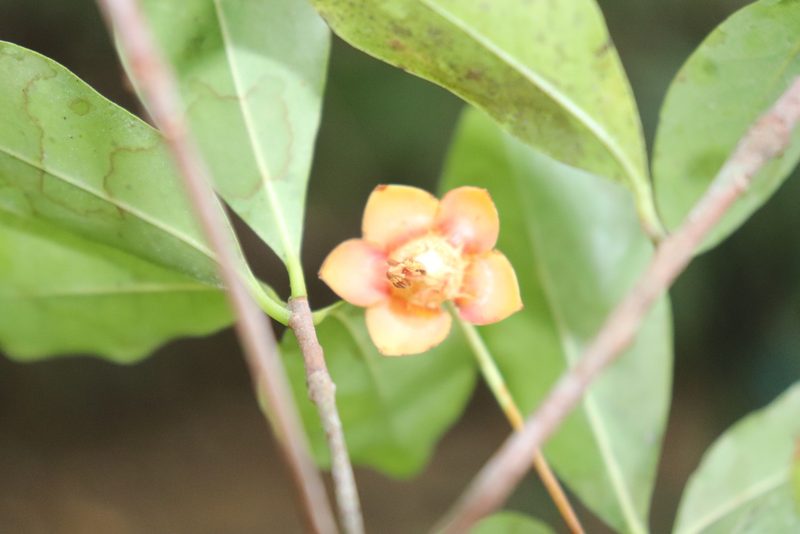 Ternstroemia maltbya, photographed by alejandrozab