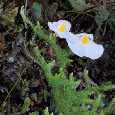 Utricularia praetermissa, photographed by Arthur de Jesús Chavarría Pérez