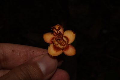 Ternstroemia maltbya, photographed by alejandrozab