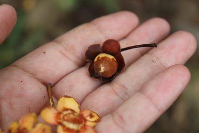 Ternstroemia maltbya, photographed by alejandrozab