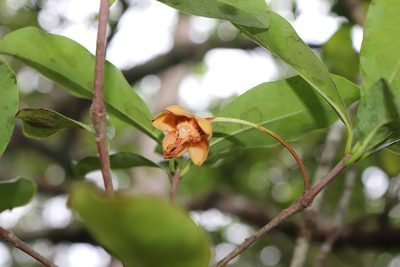 Ternstroemia maltbya, photographed by alejandrozab