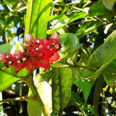 Cavendishia complectens, photographed by Arthur de Jesús Chavarría Pérez