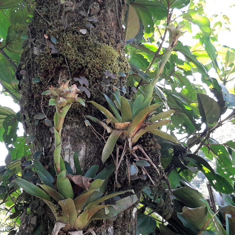 Werauhia notata, photographed by Arthur de Jesús Chavarría Pérez