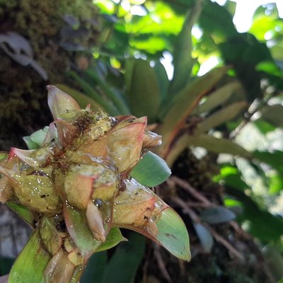 Werauhia notata, photographed by Arthur de Jesús Chavarría Pérez