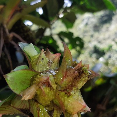 Werauhia notata, photographed by Arthur de Jesús Chavarría Pérez