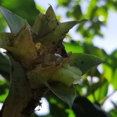 Werauhia notata, photographed by Arthur de Jesús Chavarría Pérez