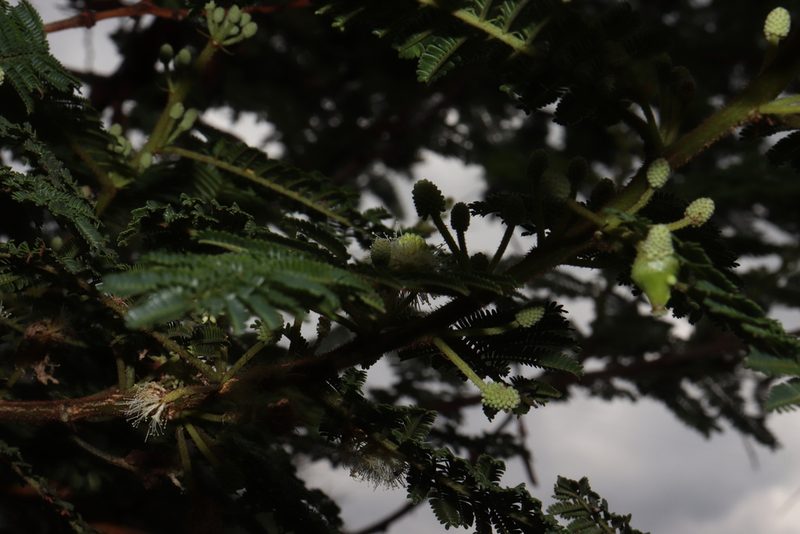 Mimosa galeottii, photographed by alejandrozab