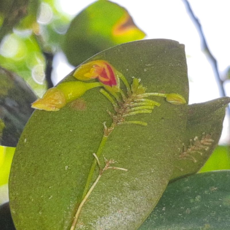Lepanthes disticha, photographed by Arthur de Jesús Chavarría Pérez