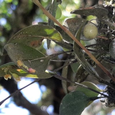 Lepanthes disticha, photographed by Arthur de Jesús Chavarría Pérez
