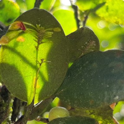 Lepanthes disticha, photographed by Arthur de Jesús Chavarría Pérez