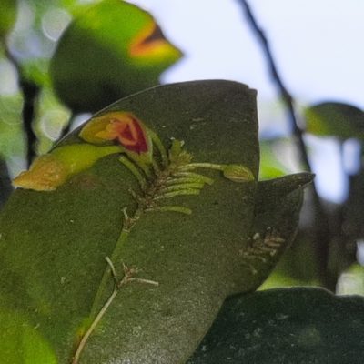 Lepanthes disticha, photographed by Arthur de Jesús Chavarría Pérez