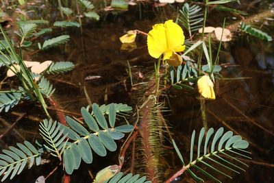 Aeschynomene fluitans, photographed by Robert Taylor