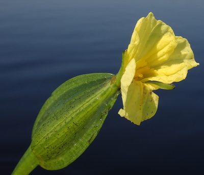 Ottelia ulvifolia, photographed by Robert Taylor