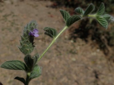 Nelsonia canescens, photographed by Robert Taylor